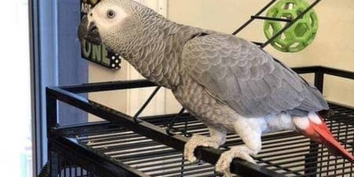 African Grey Parrot Adoption: A Comprehensive Guide